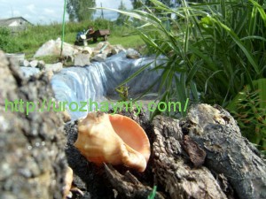 Водоем на участке своими руками