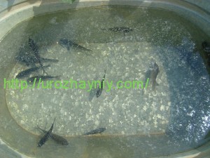 Водоем на участке своими руками