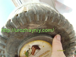 Размножение роз из букета черенками
