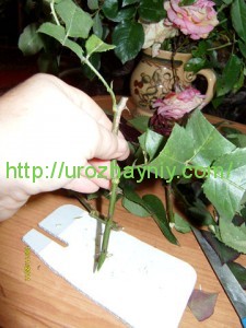 Размножение роз из букета черенками
