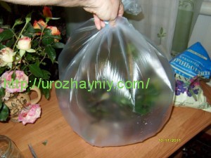 Размножение роз из букета черенками