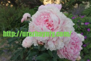 Почему пион не цветет много лет?