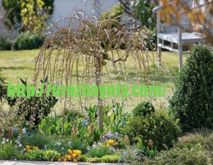 Почему ива должна быть в каждом саду? Живые изгороди и заборы из ивы.