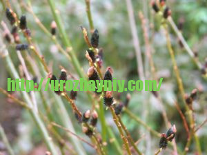 Почему ива должна быть в каждом саду? Живые изгороди и заборы из ивы.