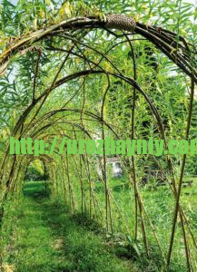 Почему ива должна быть в каждом саду? Живые изгороди и заборы из ивы.