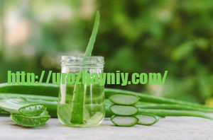 Косметика, которую вы можете вырастить дома! Какие использовать в уходе за лицом и кожей??