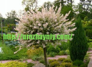 Почему ива должна быть в каждом саду? Живые изгороди и заборы из ивы.