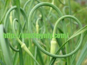 Рецепт пасты из чесночных стрелок