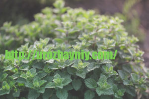 Косметика, которую вы можете вырастить дома! Какие использовать в уходе за лицом и кожей??