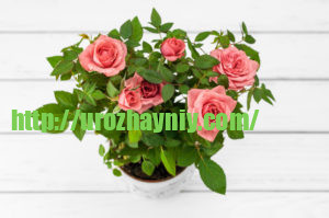 Косметика, которую вы можете вырастить дома! Какие использовать в уходе за лицом и кожей??