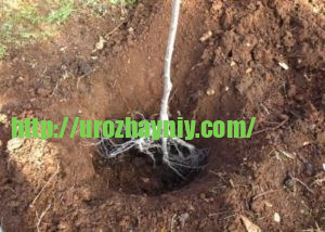 Как и когда сажать фруктовые деревья на дачном участке?