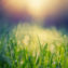 Как сохранить газон зеленым в жаркую погоду?